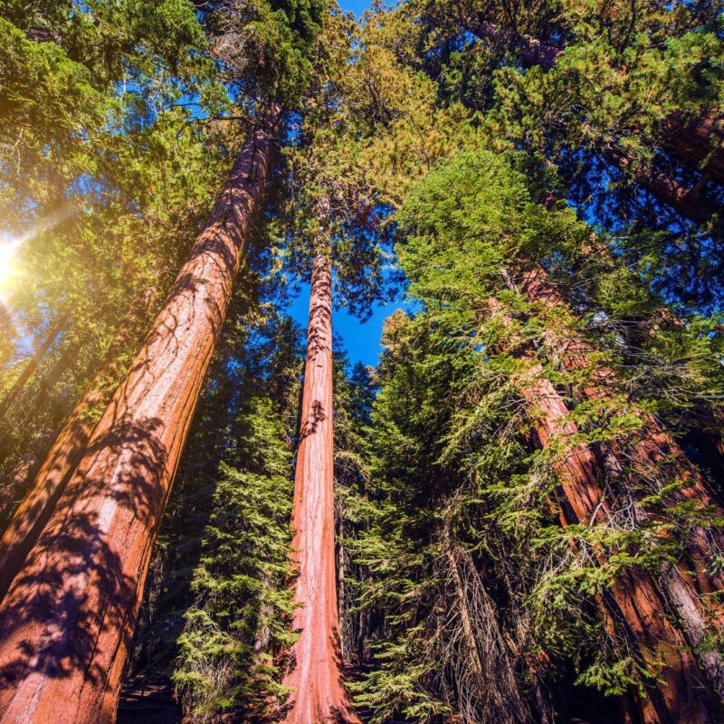 Sequoia