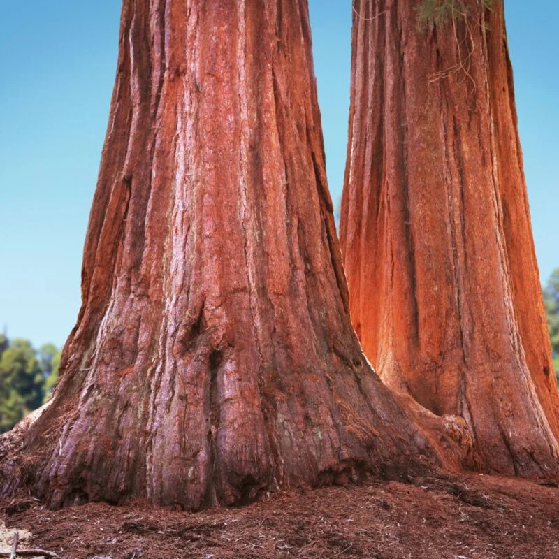 Two Big Sequoia